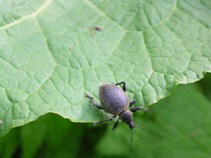 coleotteri
